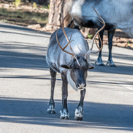 Finnish forest reindeer