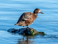 New Zealand scaup / pāpango