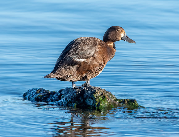 New Zealand scaup / pāpango