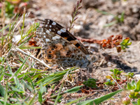 Painted lady