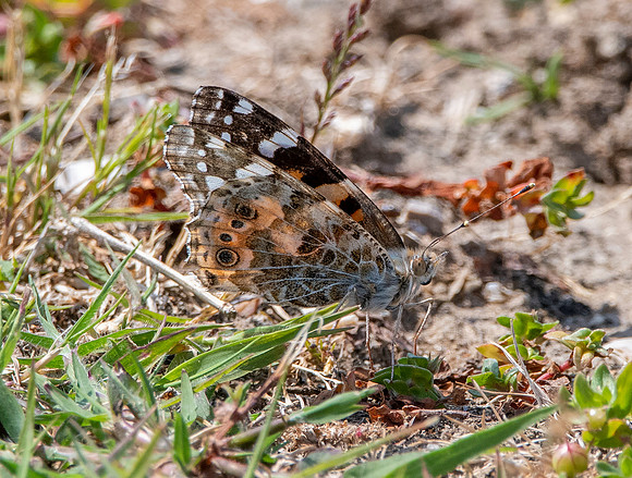 Painted lady