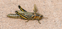 Two-striped grasshopper