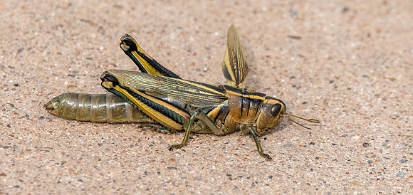 Two-striped grasshopper