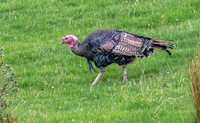 Wild turkey
