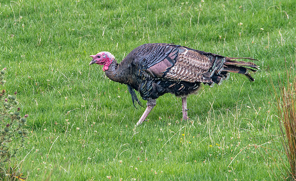 Wild turkey