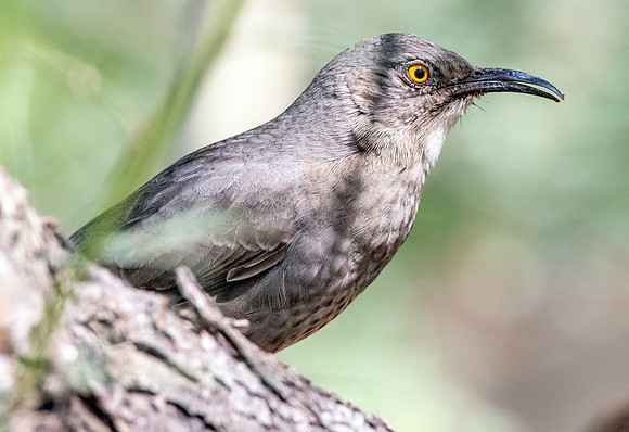 Curve-billed thrasher
