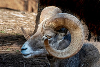 Big horn sheep