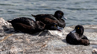 New Zealand scaup / pāpango