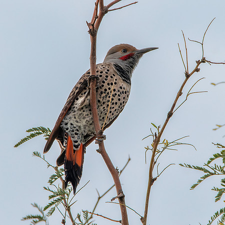 Northern flicker
