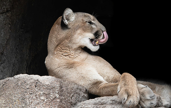 Mountain lion/ cougar/puma/panther