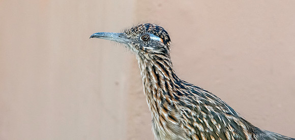 Greater roadrunner
