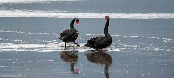 Black swan