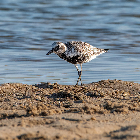Black bellied plover