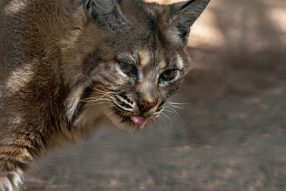 Bobcat