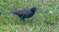 Taringi Starling