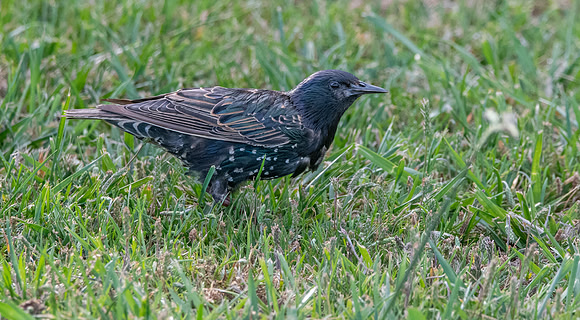 Taringi Starling