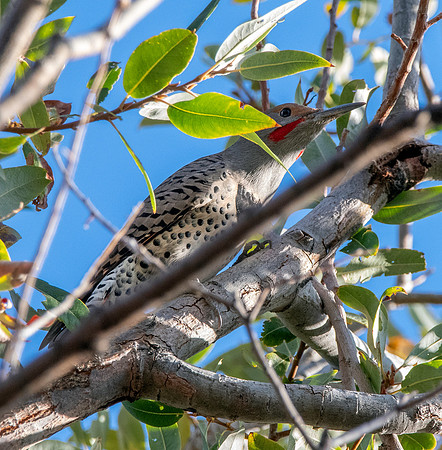 Northern flicker