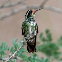 White eared hummingbird