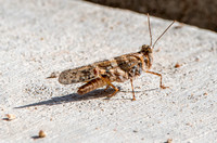Pallid winged grasshopper