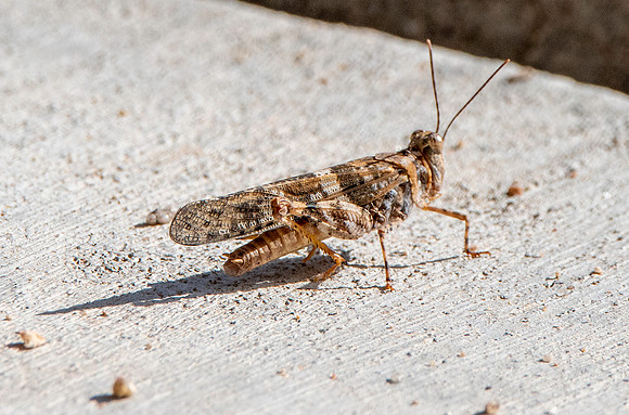Pallid winged grasshopper