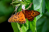Gulf fritillary