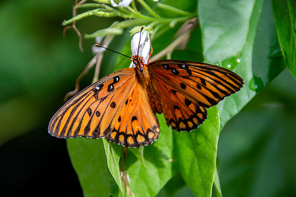 Gulf fritillary