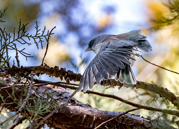 Red-backed Dark eyed junco