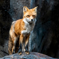 Red fox