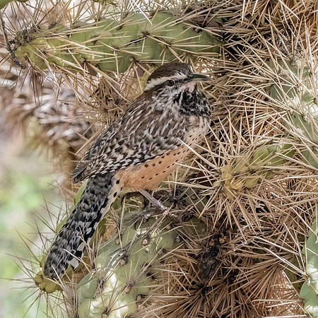 Cactus wren