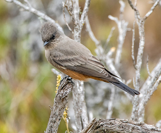 Say's phoebe