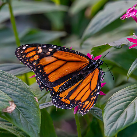 Monarch