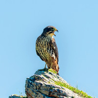 New Zealand falcon