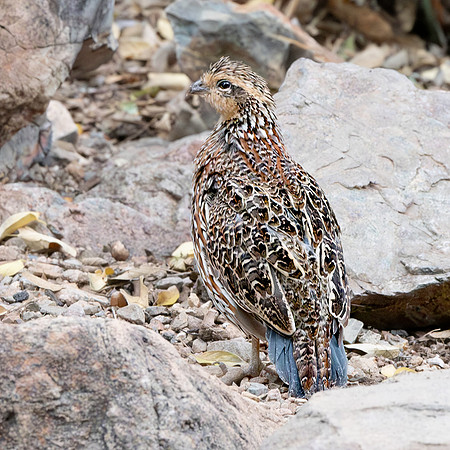 Montezuma quail