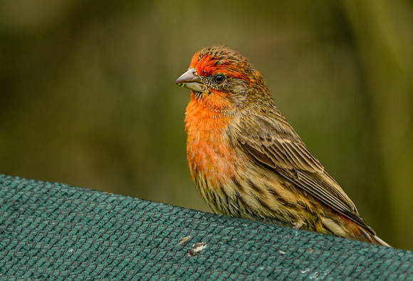 Common rosefinch