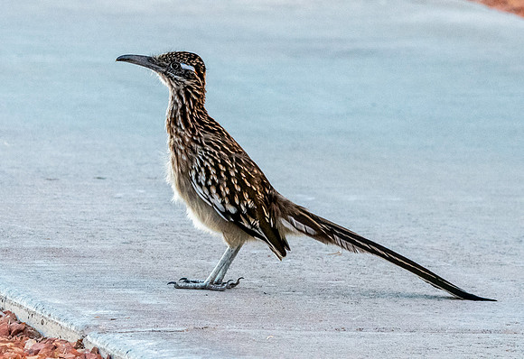 Greater roadrunner