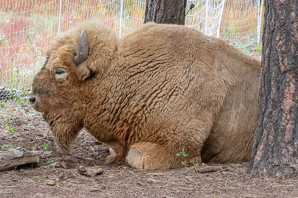 White bison