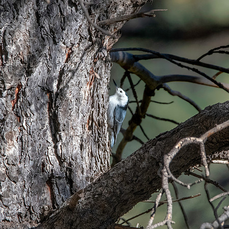 White breasted nuthatch