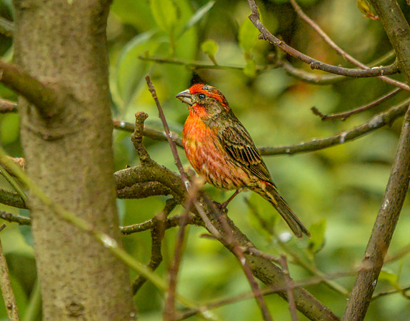 Common rosefinch