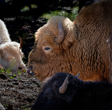 White bison