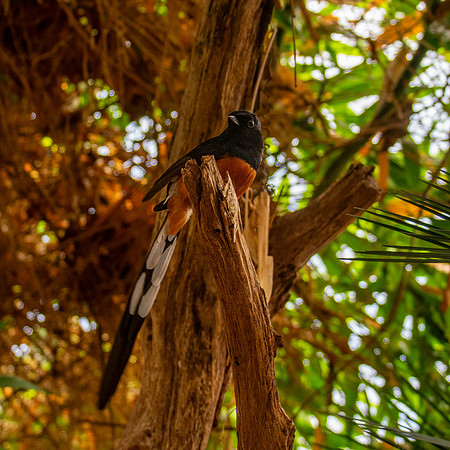 White rumped shama