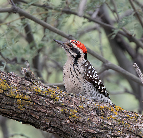 Ladder backed woodpecker