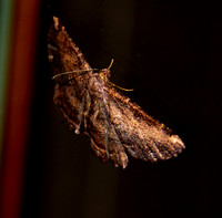 Barred coprosna moth