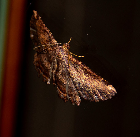 Barred coprosna moth