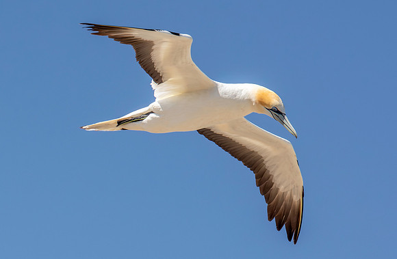 Southern, Australasian Gannet