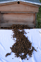 Honey bees