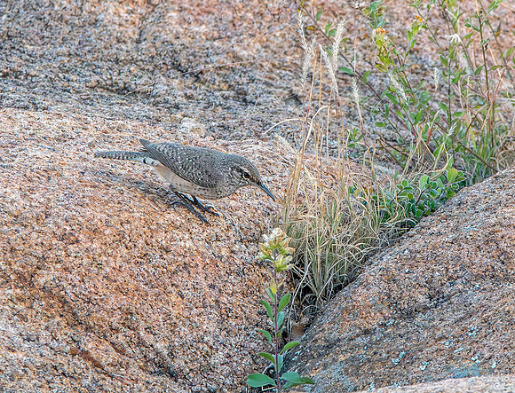 Rock wren