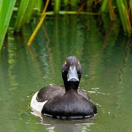 Tufted duck, male
