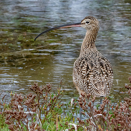Long billed curlew