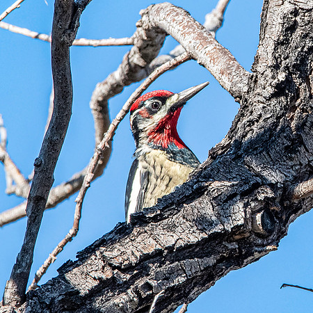 Red naped sapsucker