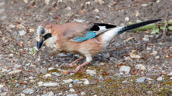 Eurasian Jay